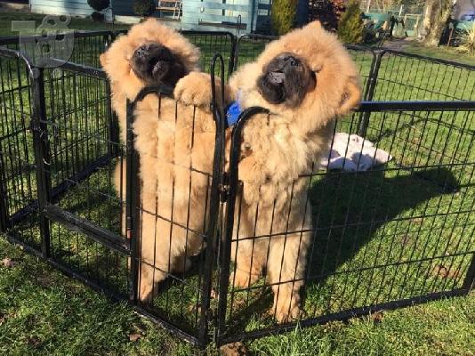 PoulaTo: Πολύ παιχνιδιάρικο Chow Chow Pups προς πώληση